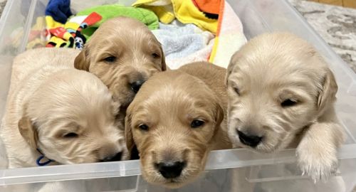 Golden Retriever Puppies for sale in New York, NY, USA. price: $3,000
