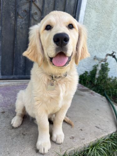 Golden Retriever