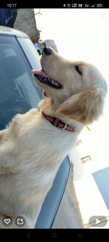 Golden Retriever Puppies for sale in Rajkot, Gujarat, India. price: 10000 INR