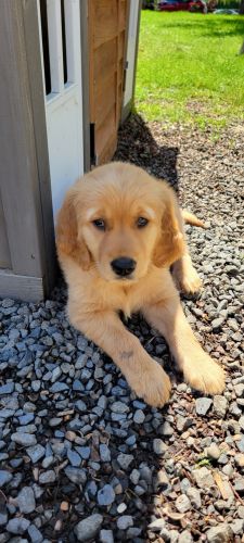 Golden retriever puppy