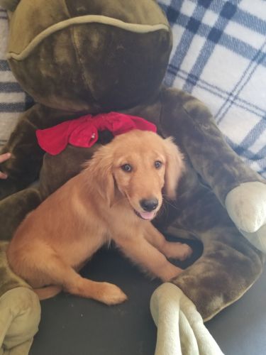 Fullblood golden retriever female
