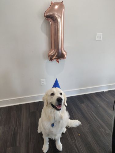 English cream golden retriever