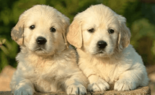 Golden Retriever Puppies for sale in New York, NY, USA. price: NA