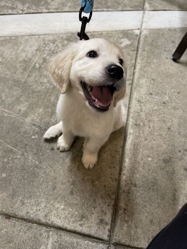 Golden retriever puppy
