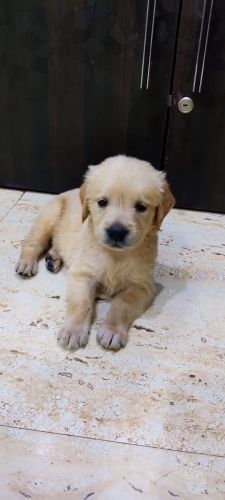 Golden Retriever Puppies for sale in Shalimar Garden, Ghaziabad, Uttar Pradesh, India. price: 20000 INR