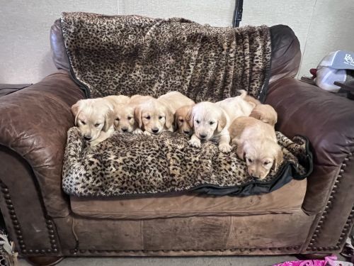 Golden retriever puppies