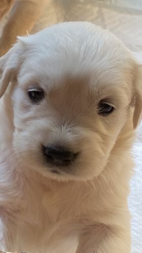 English Cream Golden Retriever Puppies