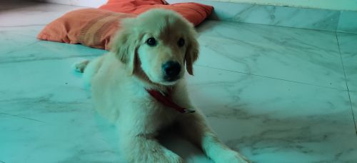 Golden Retriever Puppies for sale in Sahibzada Ajit Singh Nagar, Punjab, India. price: NA