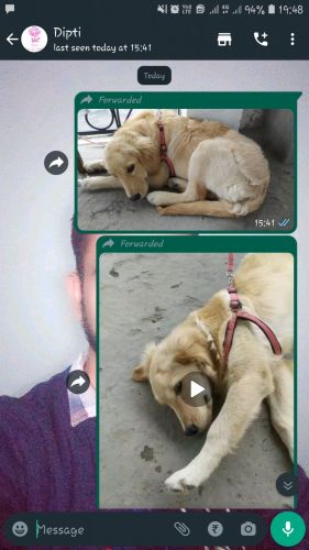 Golden Retriever Puppies for sale in Vijay Colony, Shakti Colony, Dehradun, Uttarakhand, India. price: 15,000 INR