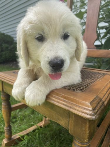 Wesley- champion sired English cream golden retriever