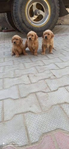 Golden Retriever Puppies for sale in Ahmedabad, Gujarat, India. price: 16,000 INR