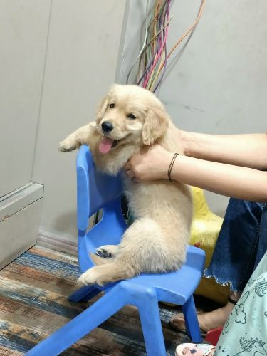 Golden Retriever Puppies for sale in New Kartar Nagar, Ludhiana, Punjab 141003, India. price: NA
