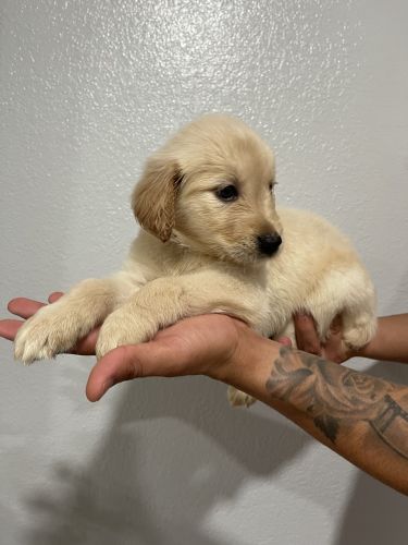 Puppies available
