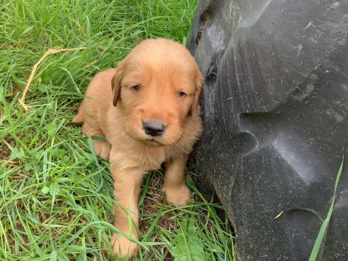 Golden Retriever puppies