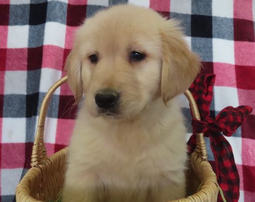 Golden retriever puppy for sale
