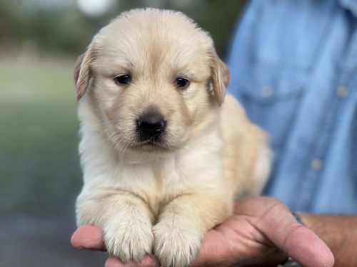 Golden Retrievers Male