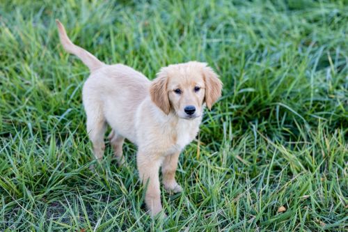 AKC Golden Retriever pups