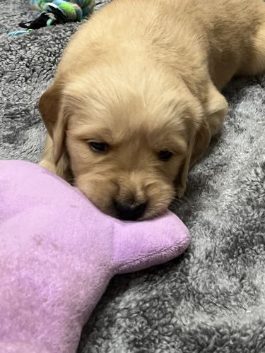 Golden Retriever Puppies-AKC/UKC