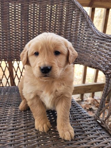 Golden Retriever