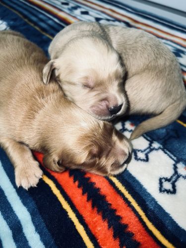 Akc golden retriever puppies