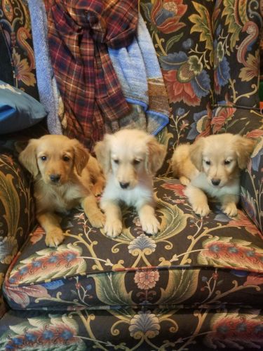 Golden retriever boys