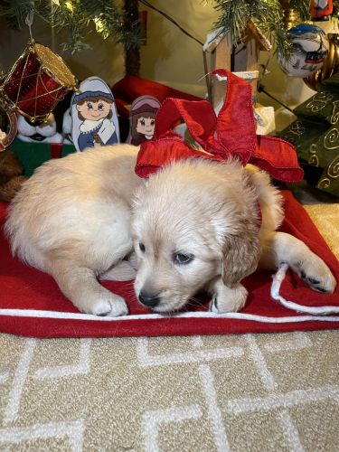 Golden Retriever Puppies for sale in Houston, TX, USA. price: $350