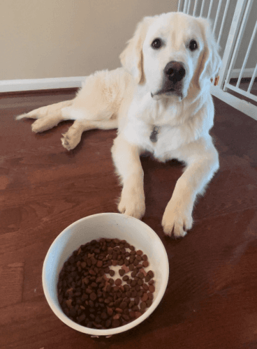 9 months old Golden Retriever Mix