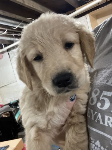 Golden retriever puppies