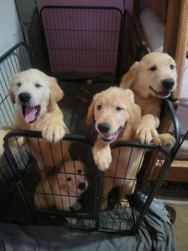 Golden Retriever Puppies
