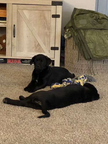 Golden retrieve, mastiff, pit bull mix