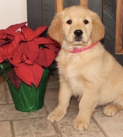 4 month Golden Retriever