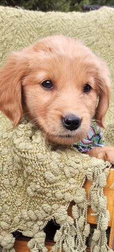 GOLDEN RETRIEVER PUPPIES