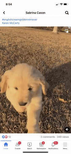 English cream golden retrievers