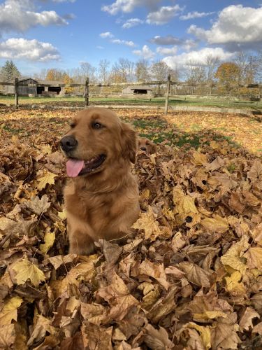 Golden retriever