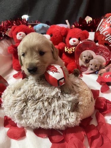 English Golden Retrievers