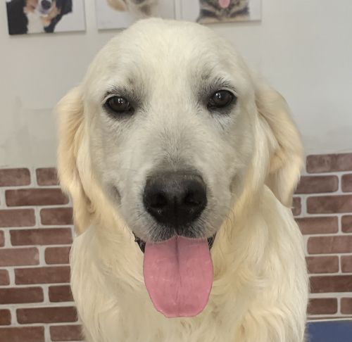 English Cream Golden Retriever male