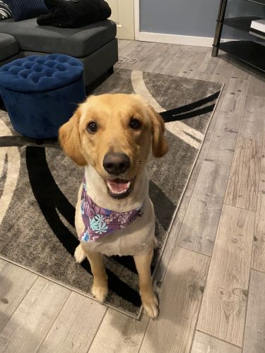 20 Week Old Golden Retriever