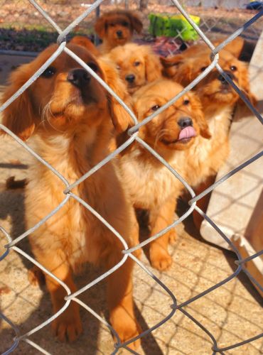 Golden retriever puppies