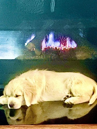 Crème English Golden Retriever