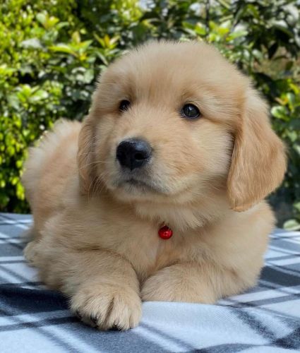 Quality, Health Tested Golden Retriever Puppies