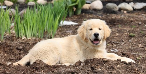 Oak Golden Retriever Puppy