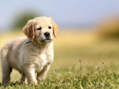 Golden Retriver