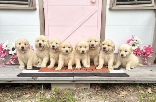 AKC Golden Retriever puppies