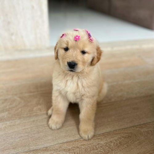 Tested Golden Retriever