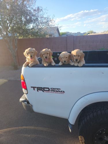 Golden retriever puppies