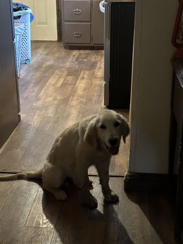 Full blooded Golden Retriever
