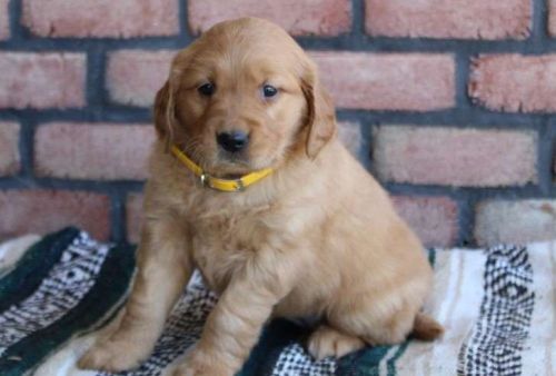 Golden Retriever Puppies for sale