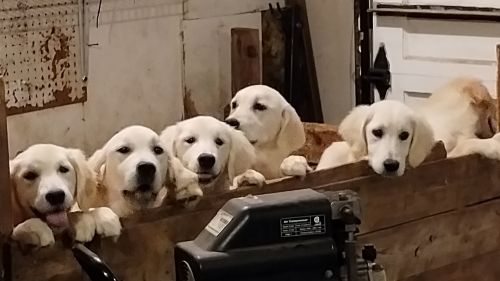 Golden Retriever puppies