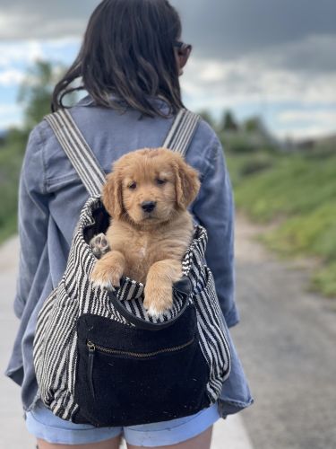 AKC Golden Retrievers (two males left)