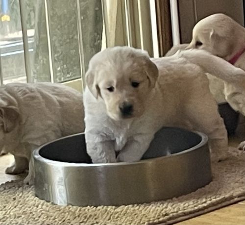 Golden Retriever AKC Puppies
